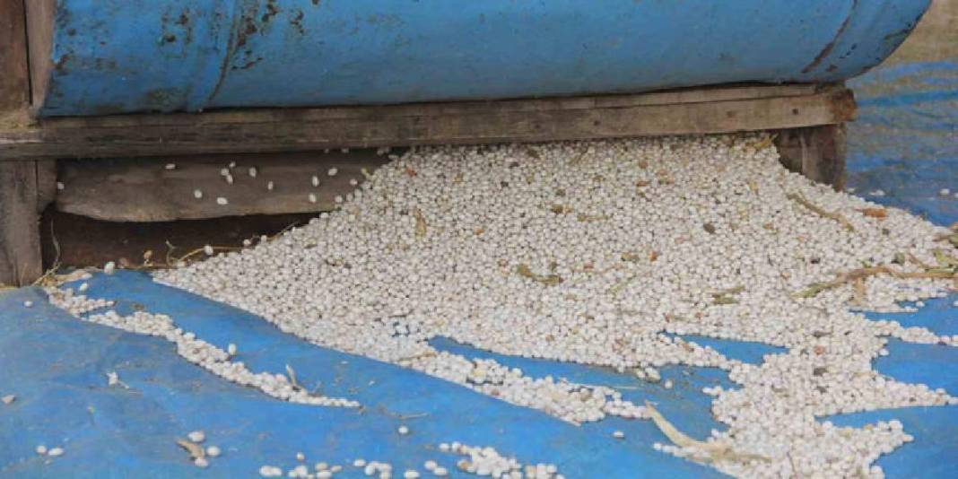 Modern yöntemler kabul edilmiyor, geleneksel hasat ediliyor! Ata tohumun ürünü: 10 yıldır bu usul kullanılıyor 5